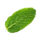 mint_leaf_01