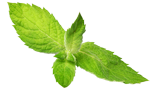 mint_leaf_02